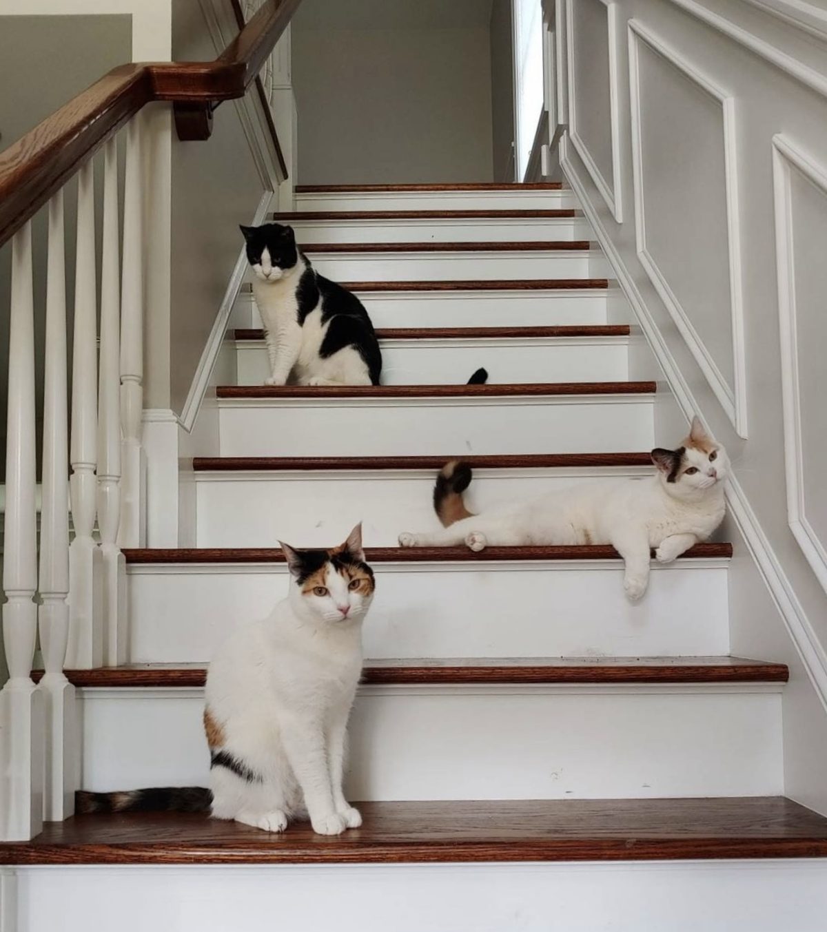 Three cats posed on the stairs — a black-and-white tuxedo, a calico stretched across a step, and a calico sitting at the bottom.
